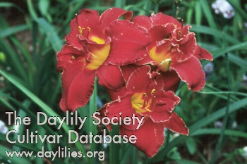 Daylily Highland Lord